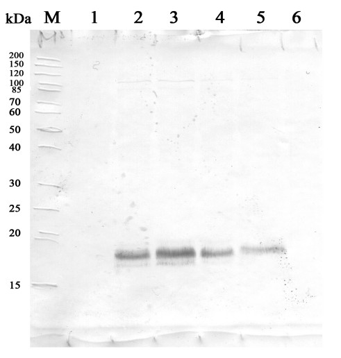 Western blot using anti-HSP16.9 antibodies on wheat 